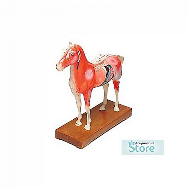 Modello Cavallo
